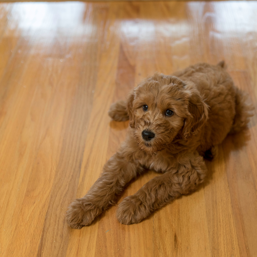 Hardwood